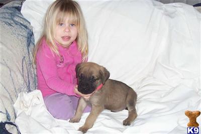 Mastiff Puppies for Sale